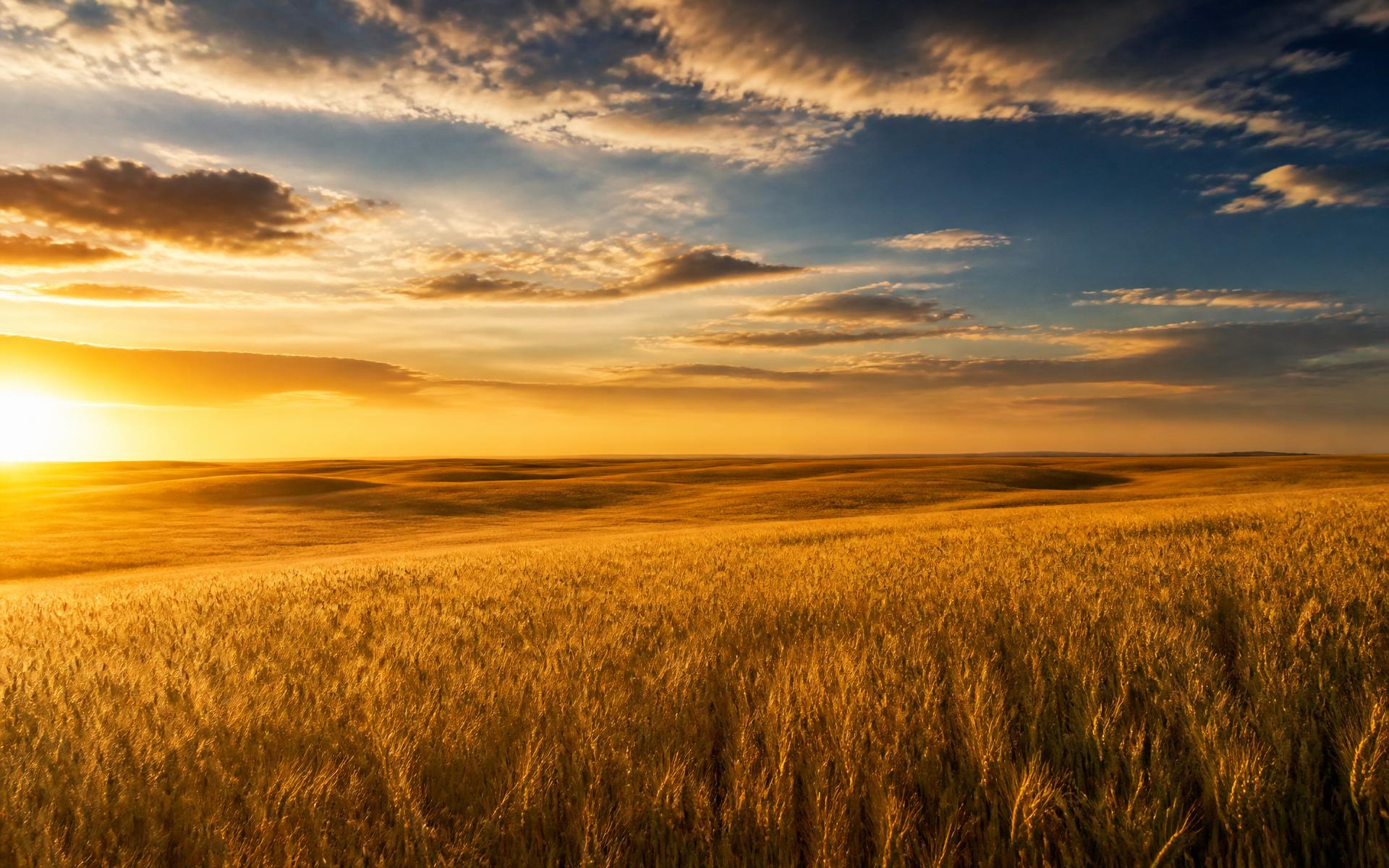 Golden wheat plains stretching to a wide horizon at sunset